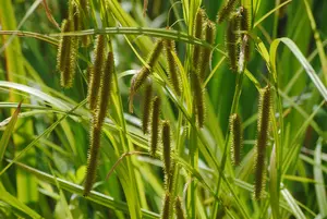 Carex pendula - 1.5 Ltr pot - image 2