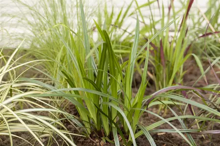Carex plantaginea - P9
