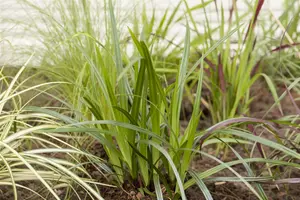 Carex plantaginea