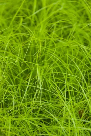Carex remota - P9 - image 2