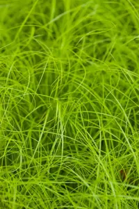 Carex remota - P9 - image 2