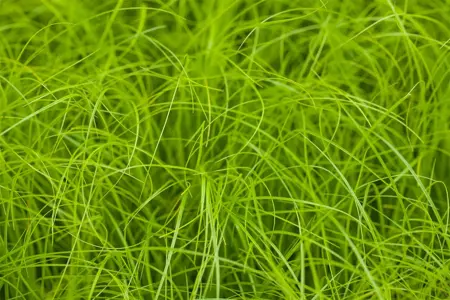 Carex remota - P9 - image 1