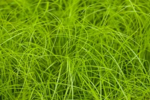 Carex remota