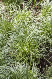 Carex 'Silver Sceptre'