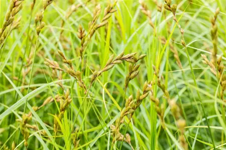 Carex sylvatica - 2 Ltr pot