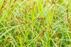 Carex sylvatica