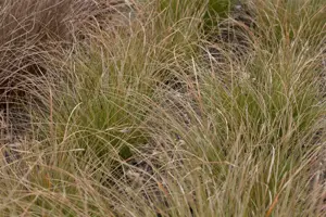 Carex test. 'Prairie Fire'