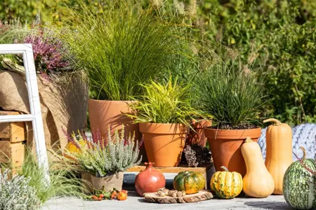Carex testacea - 2 Ltr pot - image 4