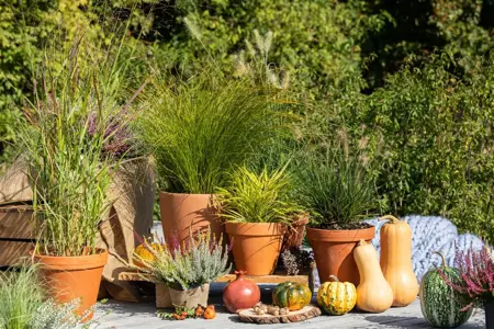 Carex testacea - 2 Ltr pot - image 5