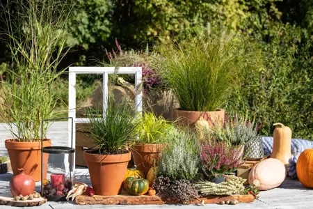 Carex testacea - P9 - image 2