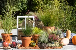 Carex testacea - P9 - image 2
