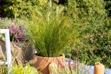 Carex testacea - P9 - image 3
