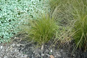 Carex testacea 'Lime Shine'
