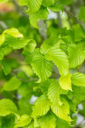 Carpinus bet. 'Fastigiata Monument' - STDS 14-16 CM RB - image 3