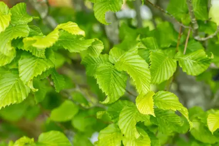 Carpinus bet. 'Fastigiata Monument' - STDS 14-16 CM RB - image 2