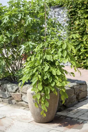 Carpinus bet. 'Summergroom' - STD 8-10 CM CONT    