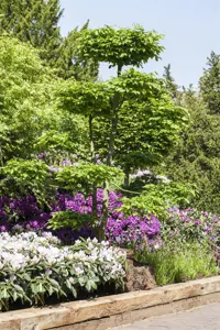 Carpinus betulus - 180 CM BOL KL - image 5