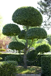 Carpinus betulus - 90 CM BALL C90 - image 5