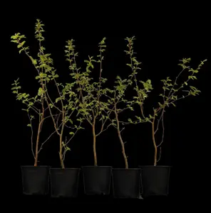 Carpinus betulus - BEEHIVE H 400-450 CM W 180-200 CM RB - image 3