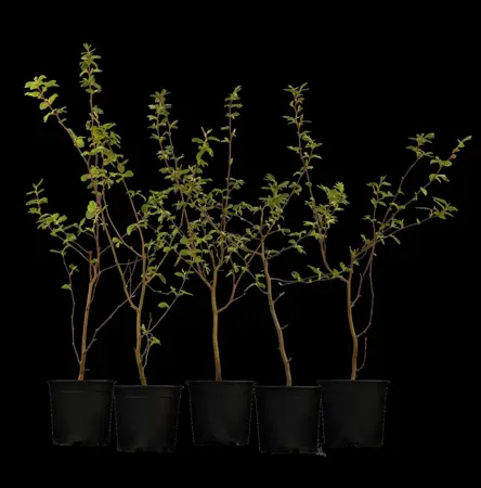 Carpinus betulus - MULTISTEM 400-450 CM RB - image 3