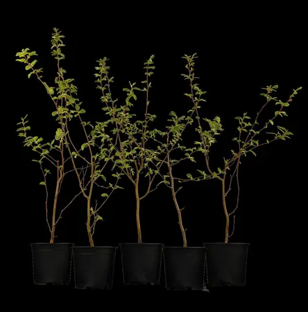 Carpinus betulus - STD 10-12 CM FTH. CONT - image 3