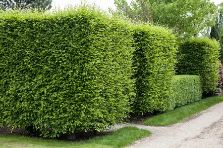 Carpinus betulus - 100 CM BALL CNT - image 2
