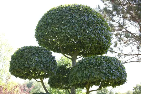 Carpinus betulus - 100 CM BALL CNT - image 4