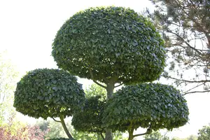 Carpinus betulus - 100 CM BALL CNT - image 4
