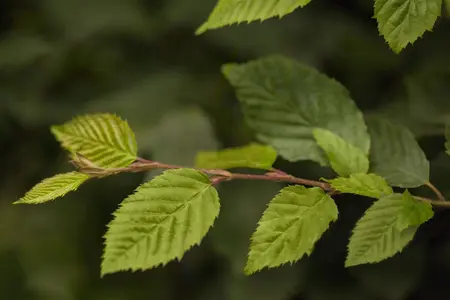 Carpinus betulus - MULTISTEM 175-200 CM C25 - image 3