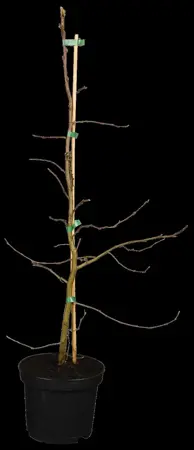 Carpinus betulus - BALL 200-220 CM RB - image 2