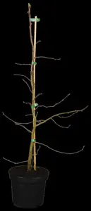 Carpinus betulus - MULTISTEM 175-200 CM C40 - image 2