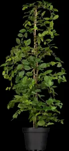 Carpinus betulus - INST. HEDGE H 300 CM, 125X90 CM RB - image 4