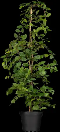Carpinus betulus - STD 10-12 CM FTH. CONT - image 4