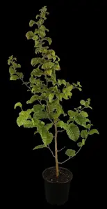 CARPINUS BETULUS