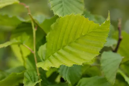 Carpinus betulus 'Columnaris' - STD 16-18 CM FTH. CONT - image 2
