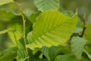 Carpinus betulus 'Columnaris' - STD 16-18 CM FTH. CONT - image 2