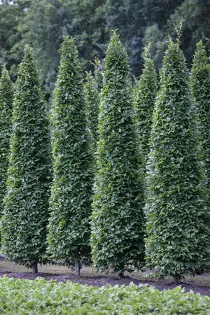 Carpinus betulus 'Fastigiata' - 20-30 CM C2 WHIP - image 1