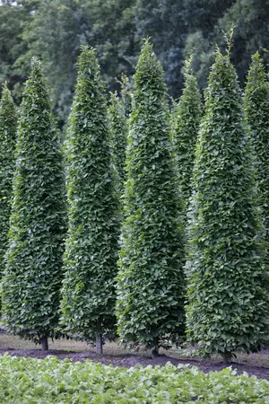 Carpinus betulus 'Fastigiata' - STD 18-20 CM FTH. CONT - image 1