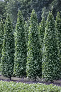 Carpinus betulus 'Fastigiata' - STD 18-20 CM FTH. CONT - image 1