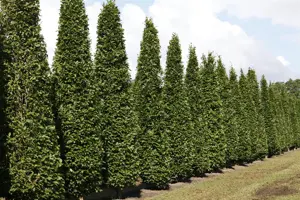 Carpinus betulus 'Fastigiata' - 20-30 CM C2 WHIP - image 2