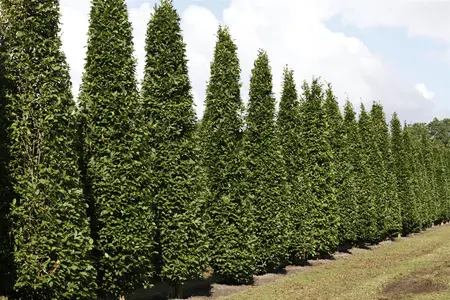 Carpinus betulus 'Fastigiata' - 200-250 CM C20 - image 2