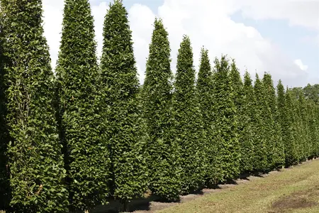 Carpinus betulus 'Fastigiata' - 12 Ltr pot - image 2