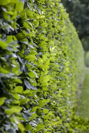 Carpinus betulus 'Frans Fontaine' - P9 - image 2