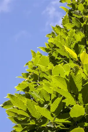 Carpinus betulus 'Frans Fontaine' - 14-16HO RB FEATH - image 1