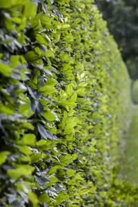 Carpinus betulus 'Frans Fontaine' - STDS 12-14 CM CONT - image 2