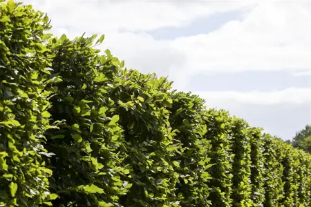 Carpinus betulus 'Frans Fontaine' - P9 - image 3