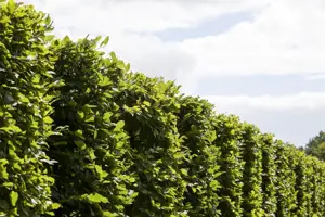 Carpinus betulus 'Frans Fontaine' - P9 - image 3