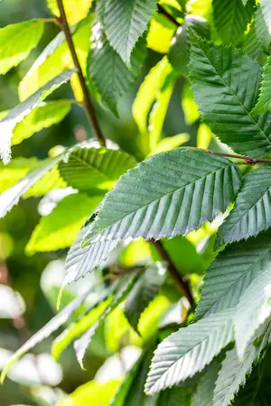 Carpinus betulus 'Lucas' - 100-125 CM C1.5 WHIP - image 3