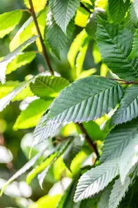 Carpinus betulus 'Lucas' - 100-125 CM C1.5 WHIP - image 3