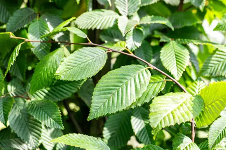 Carpinus betulus 'Lucas' - STD 14-16 CM CONT - image 1